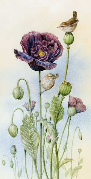 poppy and wrens fine art bird print by Jennifer Bell at Myton Gallery Hull