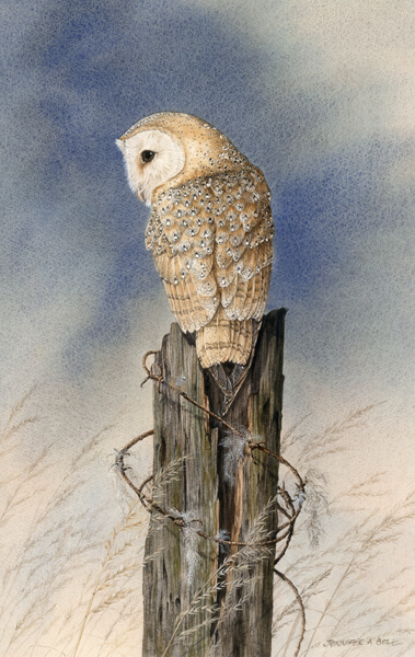 Owl fine art print by Jenny Bell at Myton Gallery Hull